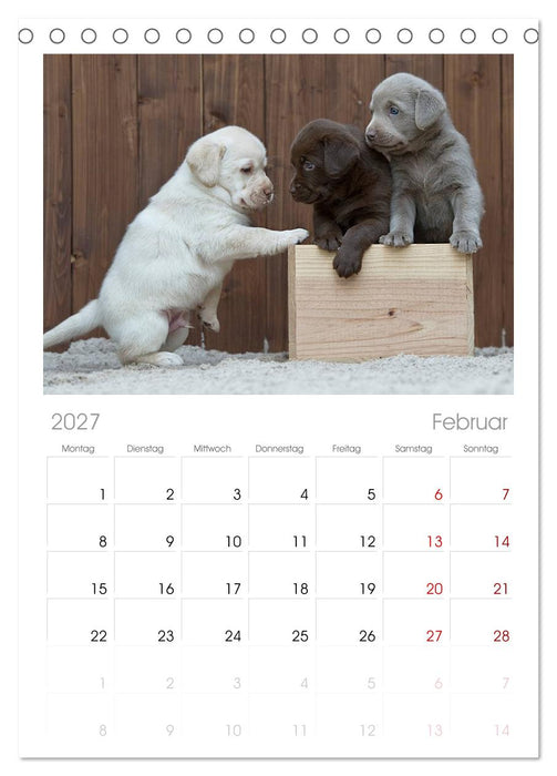 Labrador Welpen (CALVENDO Tischplaner A5H 2027)