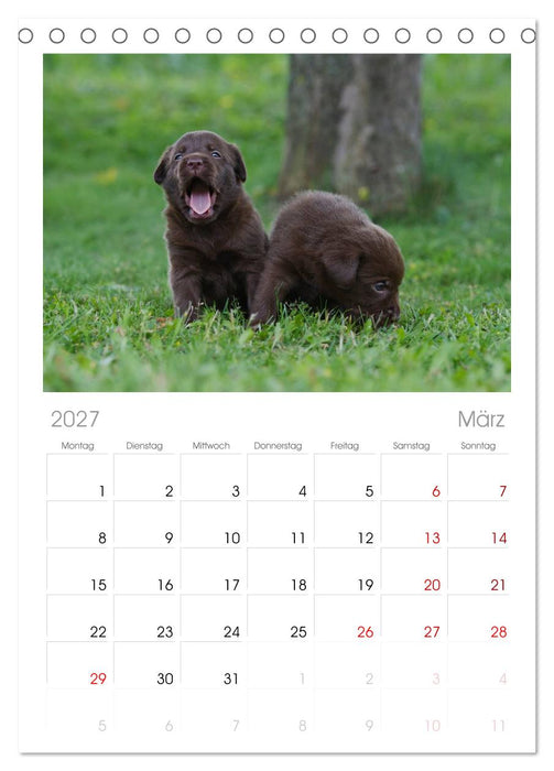 Labrador Welpen (CALVENDO Tischplaner A5H 2027)