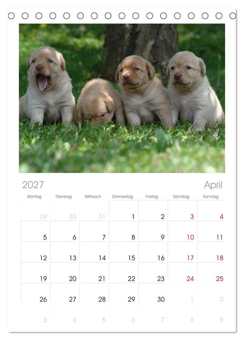 Labrador Welpen (CALVENDO Tischplaner A5H 2027)