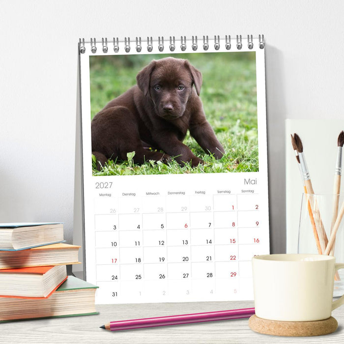 Labrador Welpen (CALVENDO Tischplaner A5H 2027)