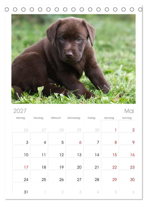 Labrador Welpen (CALVENDO Tischplaner A5H 2027)