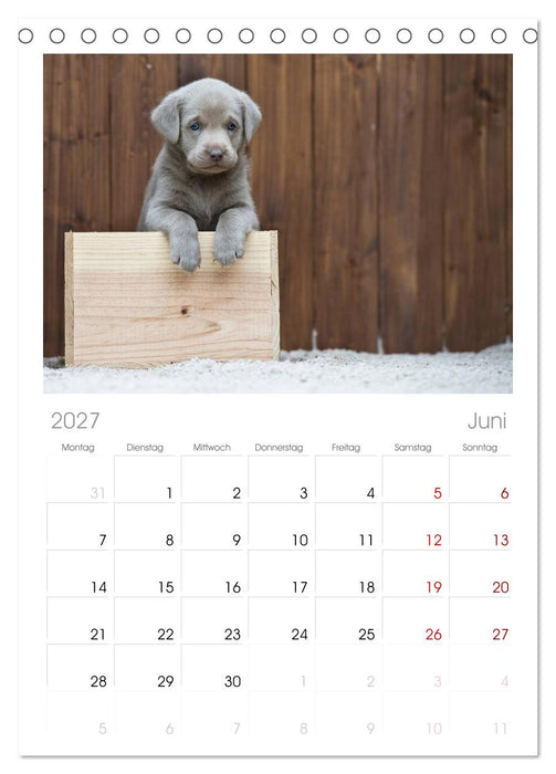 Labrador Welpen (CALVENDO Tischplaner A5H 2027)