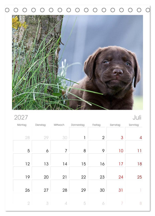 Labrador Welpen (CALVENDO Tischplaner A5H 2027)