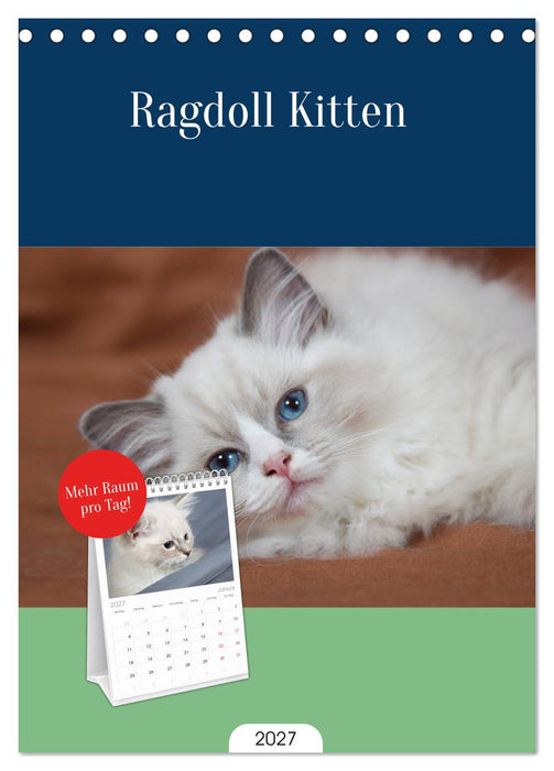 Ragdoll Kitten (CALVENDO Tischplaner A5H 2027)
