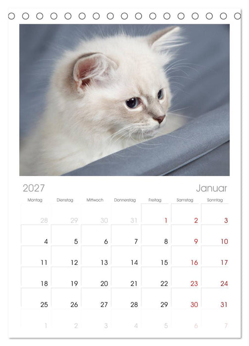 Ragdoll Kitten (CALVENDO Tischplaner A5H 2027)