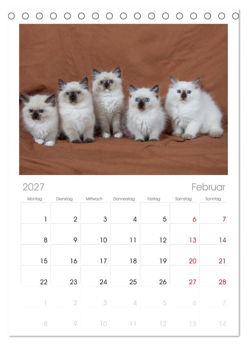 Ragdoll Kitten (CALVENDO Tischplaner A5H 2027)