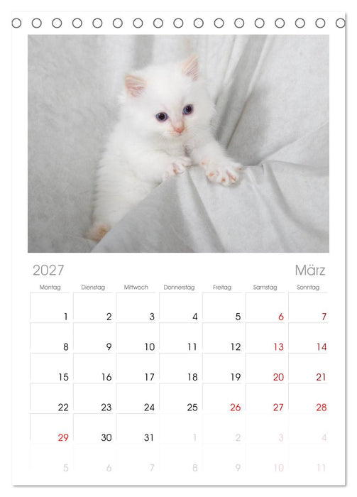 Ragdoll Kitten (CALVENDO Tischplaner A5H 2027)