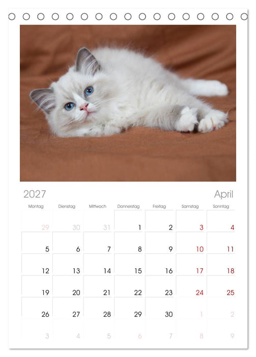 Ragdoll Kitten (CALVENDO Tischplaner A5H 2027)