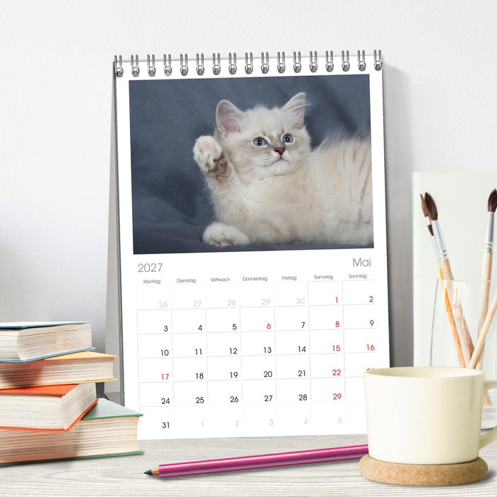 Ragdoll Kitten (CALVENDO Tischplaner A5H 2027)