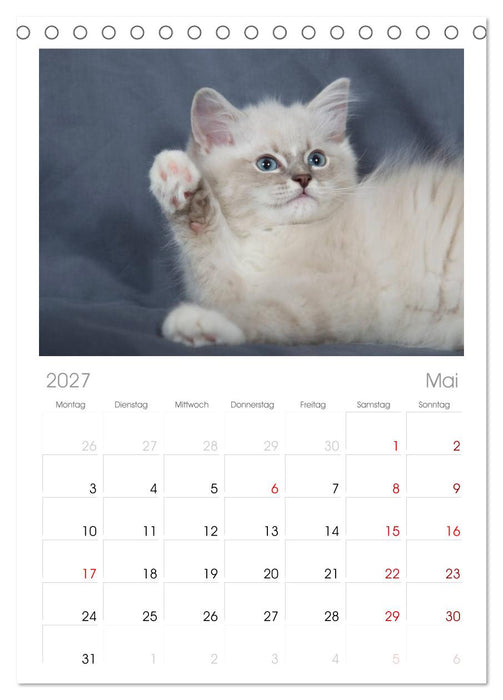 Ragdoll Kitten (CALVENDO Tischplaner A5H 2027)