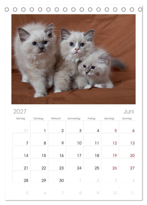 Ragdoll Kitten (CALVENDO Tischplaner A5H 2027)