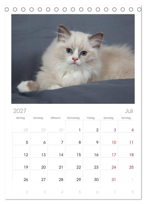 Ragdoll Kitten (CALVENDO Tischplaner A5H 2027)