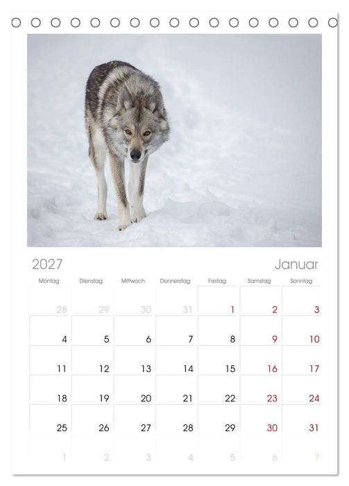 Wolfshunde 2027 (CALVENDO Tischplaner A5H 2027)