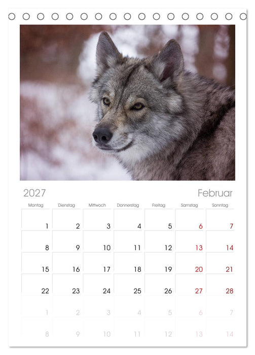 Wolfshunde 2027 (CALVENDO Tischplaner A5H 2027)