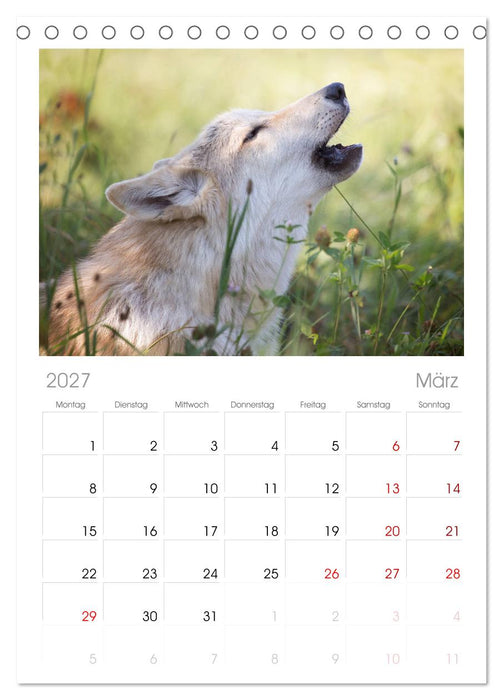 Wolfshunde 2027 (CALVENDO Tischplaner A5H 2027)