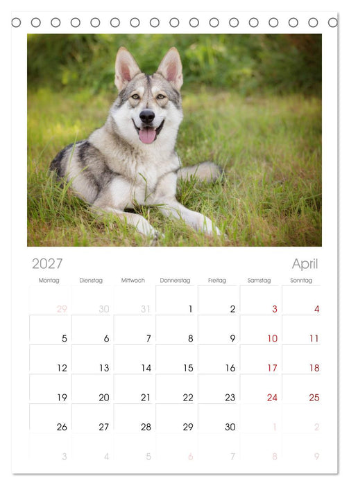 Wolfshunde 2027 (CALVENDO Tischplaner A5H 2027)