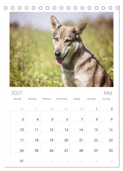 Wolfshunde 2027 (CALVENDO Tischplaner A5H 2027)