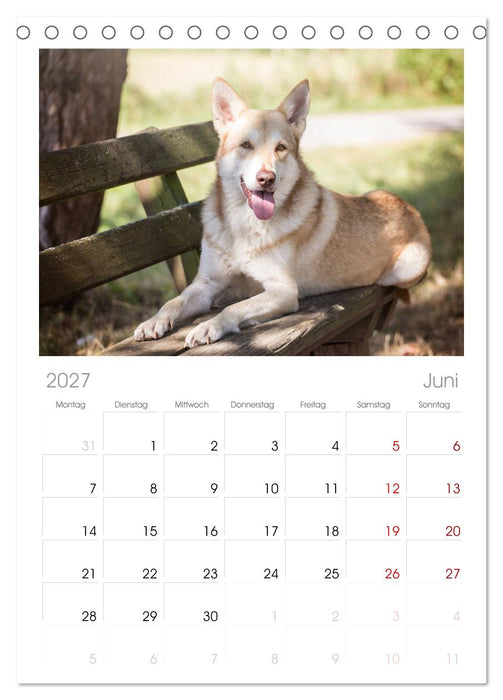 Wolfshunde 2027 (CALVENDO Tischplaner A5H 2027)