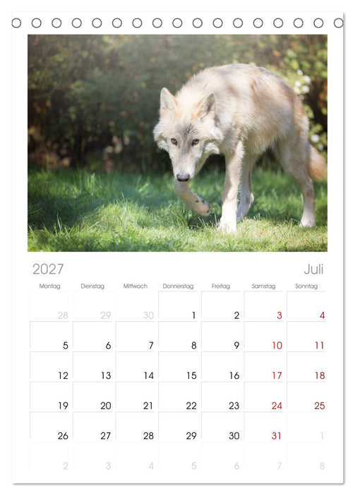 Wolfshunde 2027 (CALVENDO Tischplaner A5H 2027)