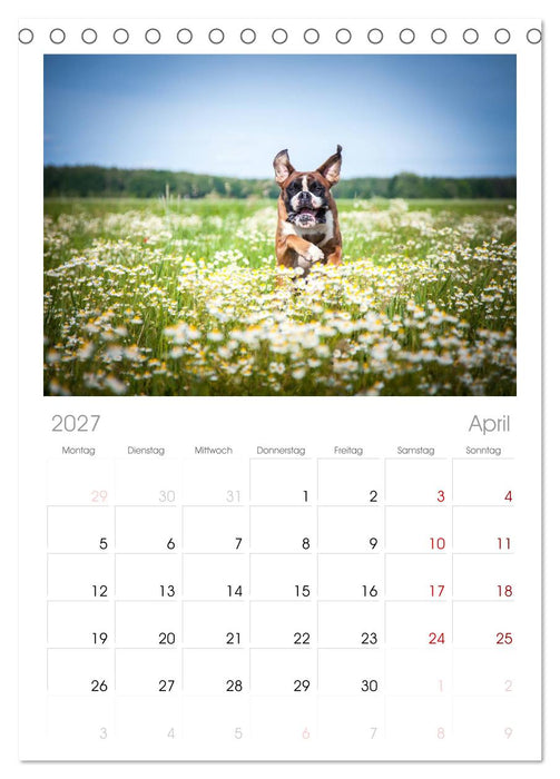 Deutscher Boxer (CALVENDO Tischplaner A5H 2027)