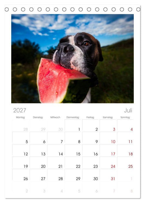 Deutscher Boxer (CALVENDO Tischplaner A5H 2027)