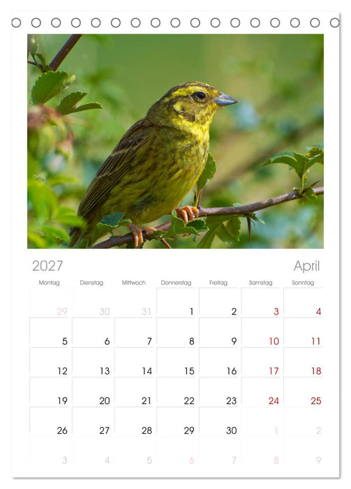 Heimische Vögel (CALVENDO Tischplaner A5H 2027)