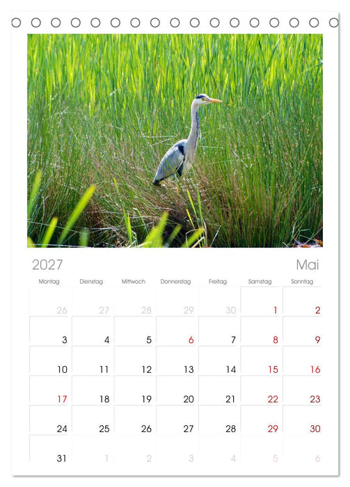 Heimische Vögel (CALVENDO Tischplaner A5H 2027)