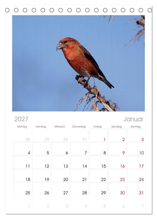 Vögel ganz nah (CALVENDO Tischplaner A5H 2027)