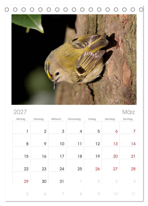 Vögel ganz nah (CALVENDO Tischplaner A5H 2027)