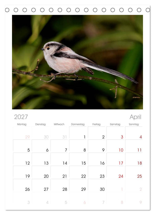 Vögel ganz nah (CALVENDO Tischplaner A5H 2027)