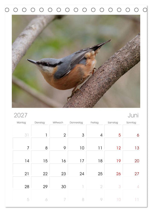 Vögel ganz nah (CALVENDO Tischplaner A5H 2027)