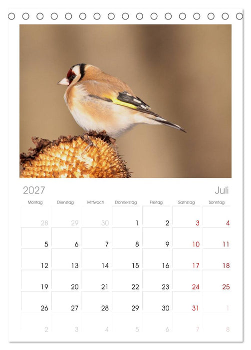 Vögel ganz nah (CALVENDO Tischplaner A5H 2027)