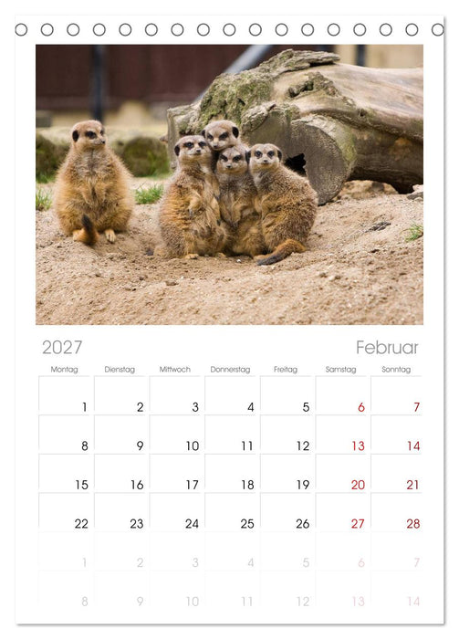 Erdmännchen (CALVENDO Tischplaner A5H 2027)