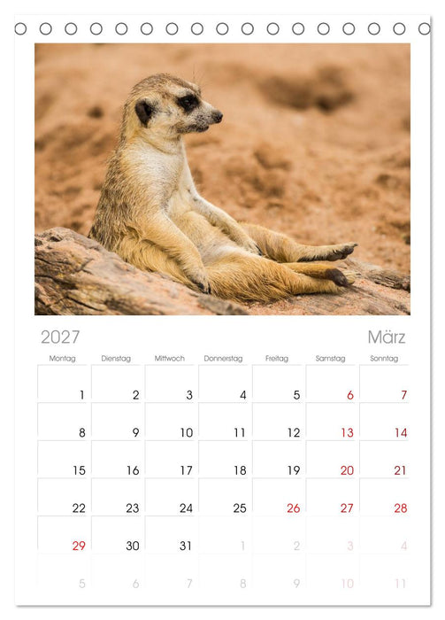 Erdmännchen (CALVENDO Tischplaner A5H 2027)