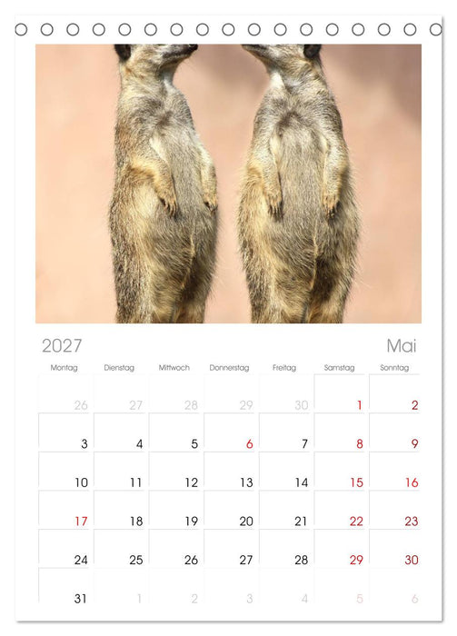 Erdmännchen (CALVENDO Tischplaner A5H 2027)
