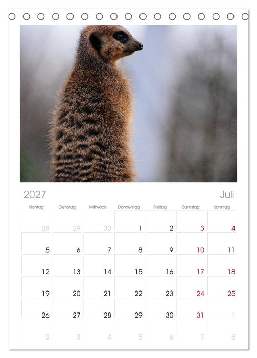 Erdmännchen (CALVENDO Tischplaner A5H 2027)