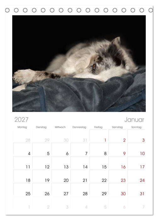 Border Collies (CALVENDO Tischplaner A5H 2027)