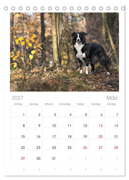 Border Collies (CALVENDO Tischplaner A5H 2027)