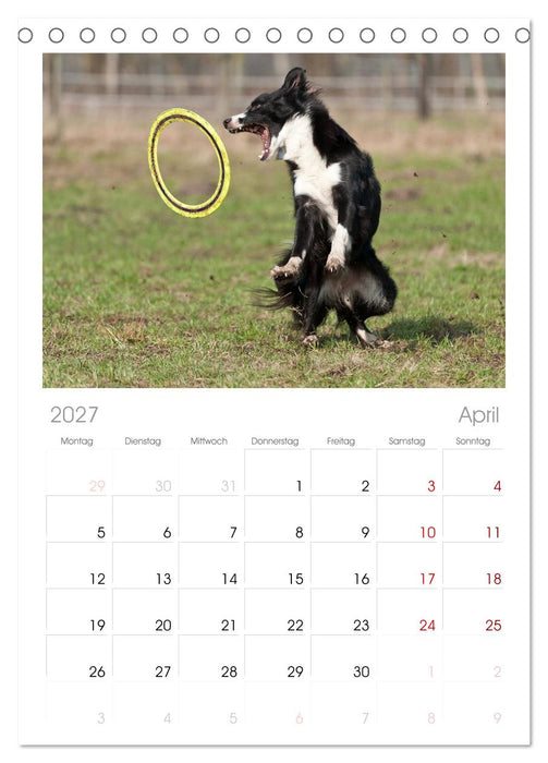 Border Collies (CALVENDO Tischplaner A5H 2027)