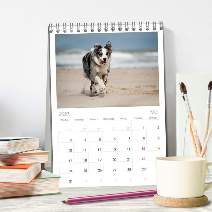 Border Collies (CALVENDO Tischplaner A5H 2027)