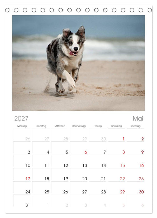 Border Collies (CALVENDO Tischplaner A5H 2027)