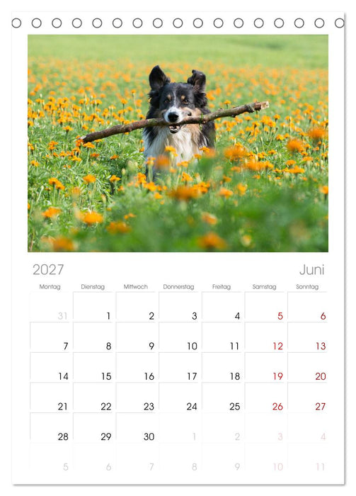 Border Collies (CALVENDO Tischplaner A5H 2027)