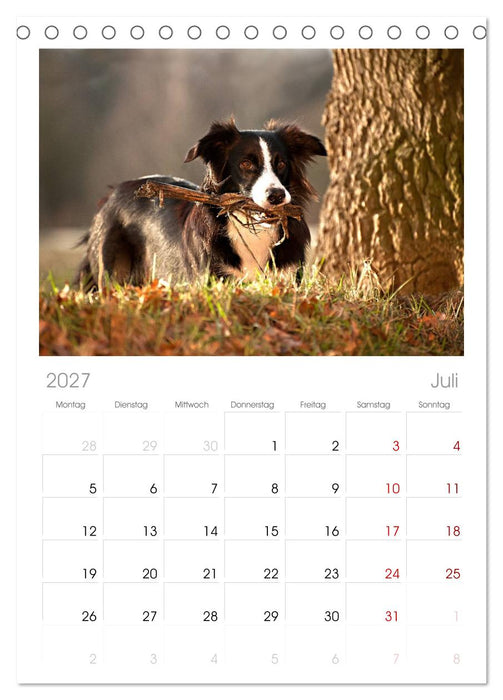 Border Collies (CALVENDO Tischplaner A5H 2027)