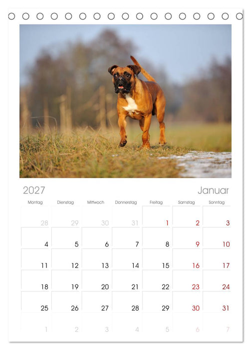 Gut - besser - Boxer (CALVENDO Tischplaner A5H 2027)