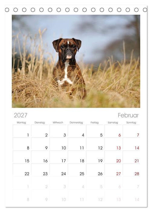 Gut - besser - Boxer (CALVENDO Tischplaner A5H 2027)