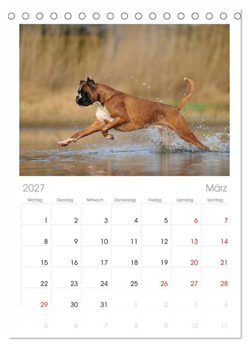 Gut - besser - Boxer (CALVENDO Tischplaner A5H 2027)