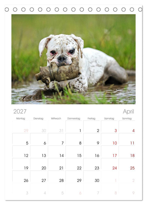 Gut - besser - Boxer (CALVENDO Tischplaner A5H 2027)