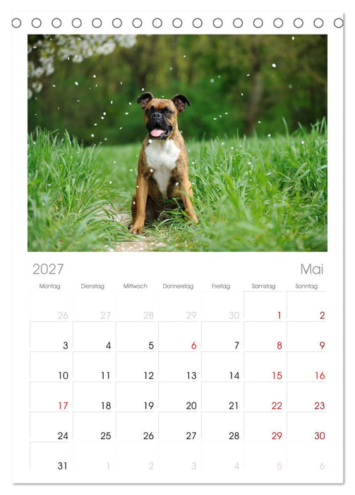 Gut - besser - Boxer (CALVENDO Tischplaner A5H 2027)