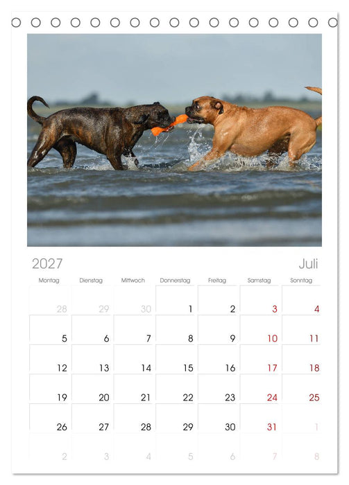 Gut - besser - Boxer (CALVENDO Tischplaner A5H 2027)