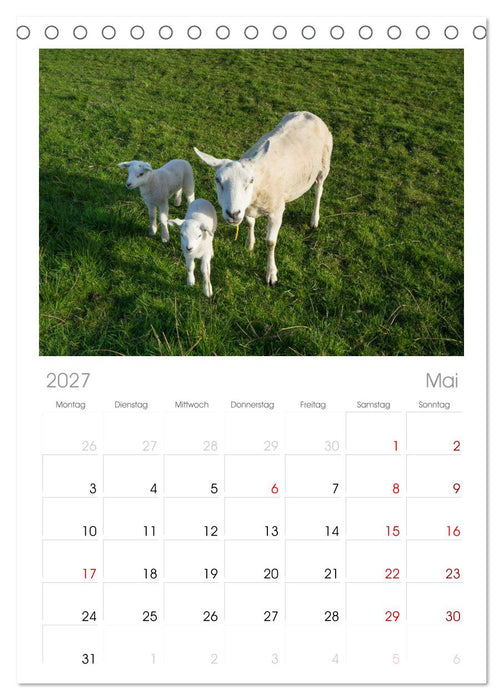 Ameland Wunderschöne Insel (CALVENDO Tischplaner A5H 2027)